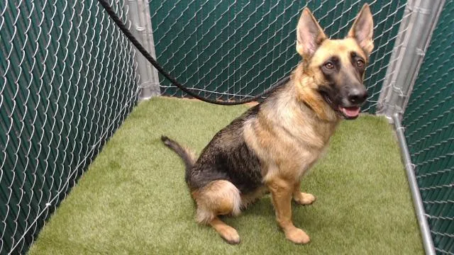 A young medium-sized female German Shepherd Dog dog named Bowie for adoption in Downey, CA