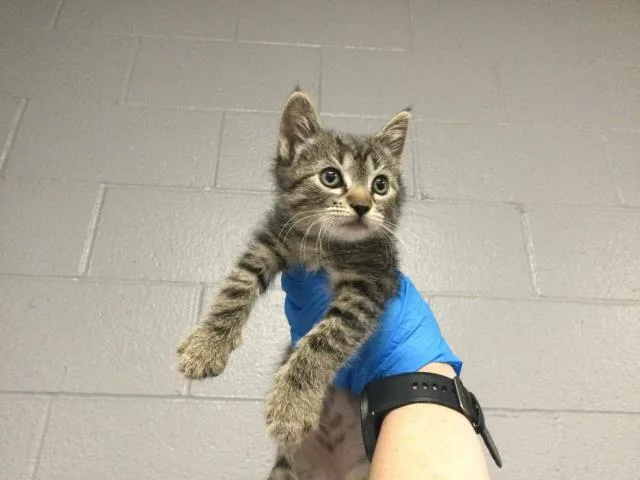 A baby small-sized female Domestic Short Hair cat named Poppie for adoption in Thousand Palms, CA