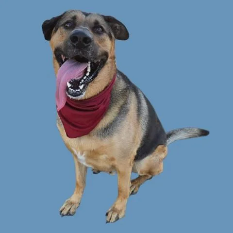 An adult large-sized male Tricolor (Brown, Black, & White) German Shepherd Dog dog named Archer  URGENT for adoption in Thousand Oaks, CA