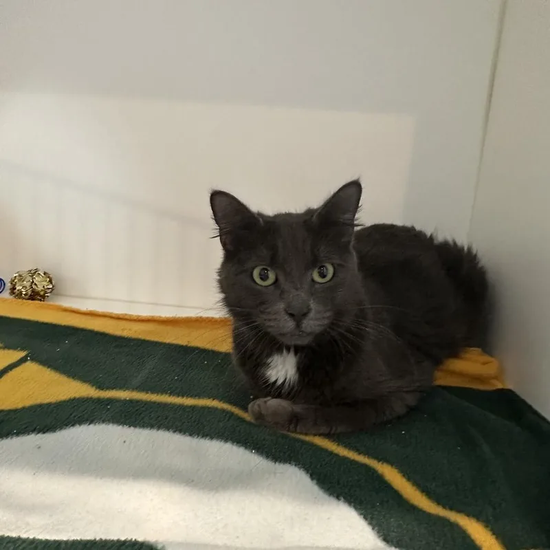 An adult medium-sized female Gray / Blue / Silver Domestic Short Hair cat named Scoops for adoption in Port Angeles, WA