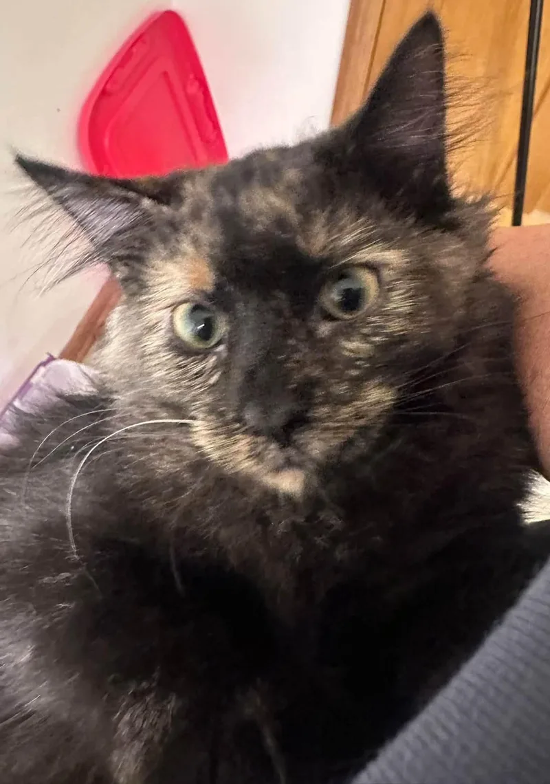 A young medium-sized female Domestic Medium Hair cat named Misha for adoption in Milwaukee, WI