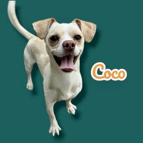 Coco