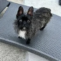 An adult small-sized female Mixed Breed dog named Meeka for adoption in Monticello, NY