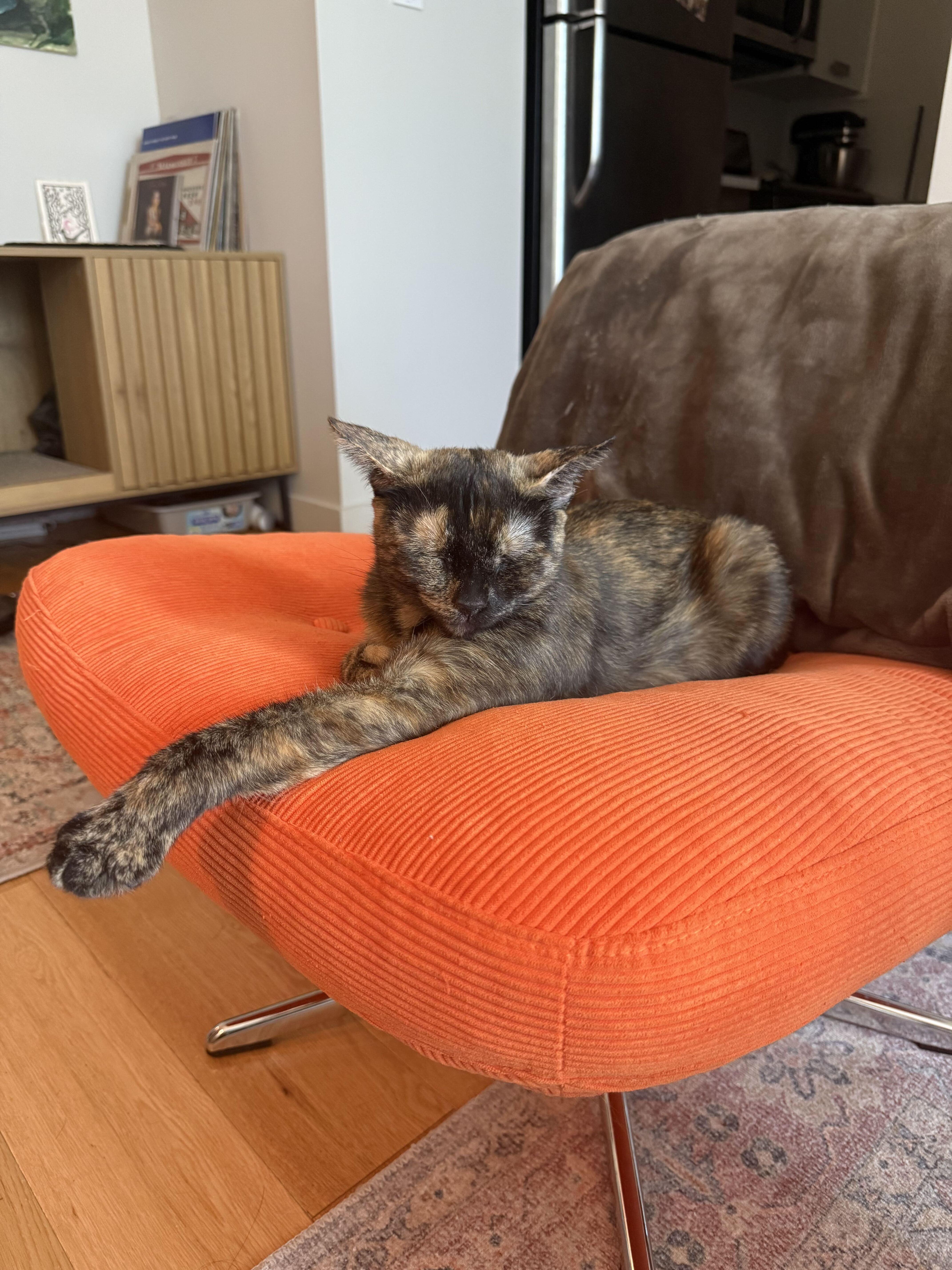 A young medium-sized female Tortoiseshell Domestic Short Hair cat named Coffee for adoption in Long Island City, NY
