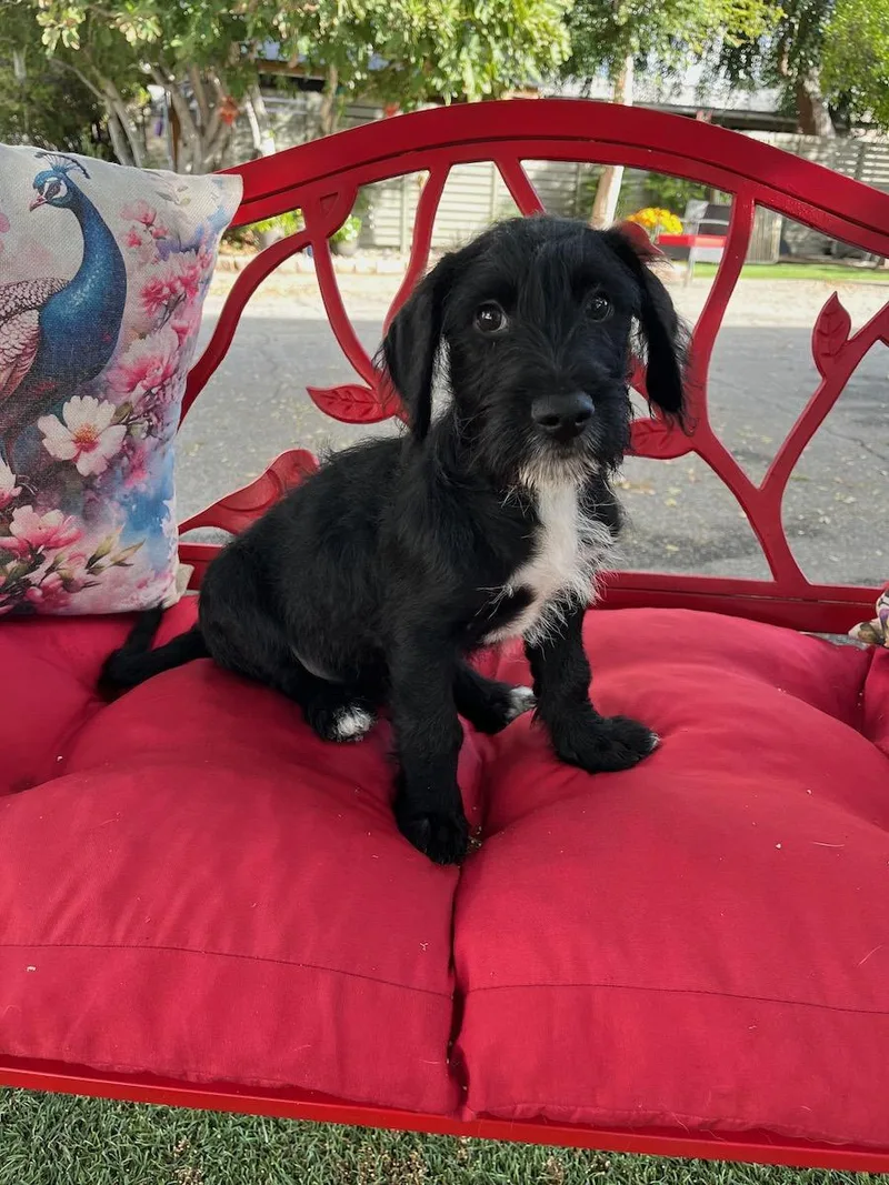 A young medium-sized male Black Labradoodle dog named Winslow for adoption in Temecula, CA