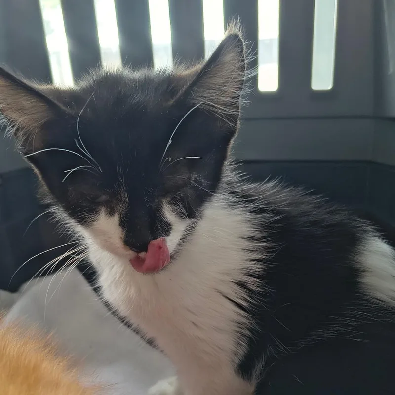 A baby small-sized female Black Domestic Short Hair cat named Clover for adoption in Othello, WA
