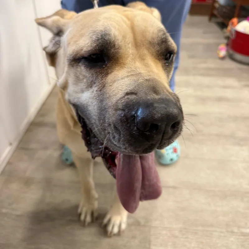 An adult large-sized female Cane Corso dog named Nala for adoption in Waldorf, MD