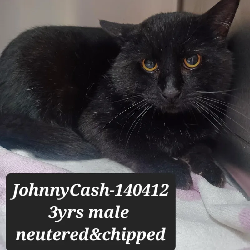 An adult small-sized male Domestic Short Hair cat named Johnny Cash for adoption in New Tazewell, TN