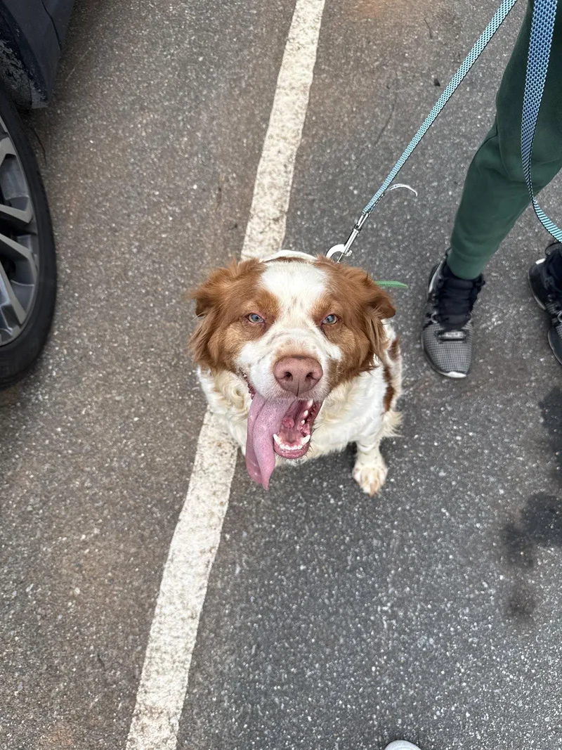 An adult medium-sized male Brittany Spaniel dog named Gadallas for adoption in Baldwinsville, NY
