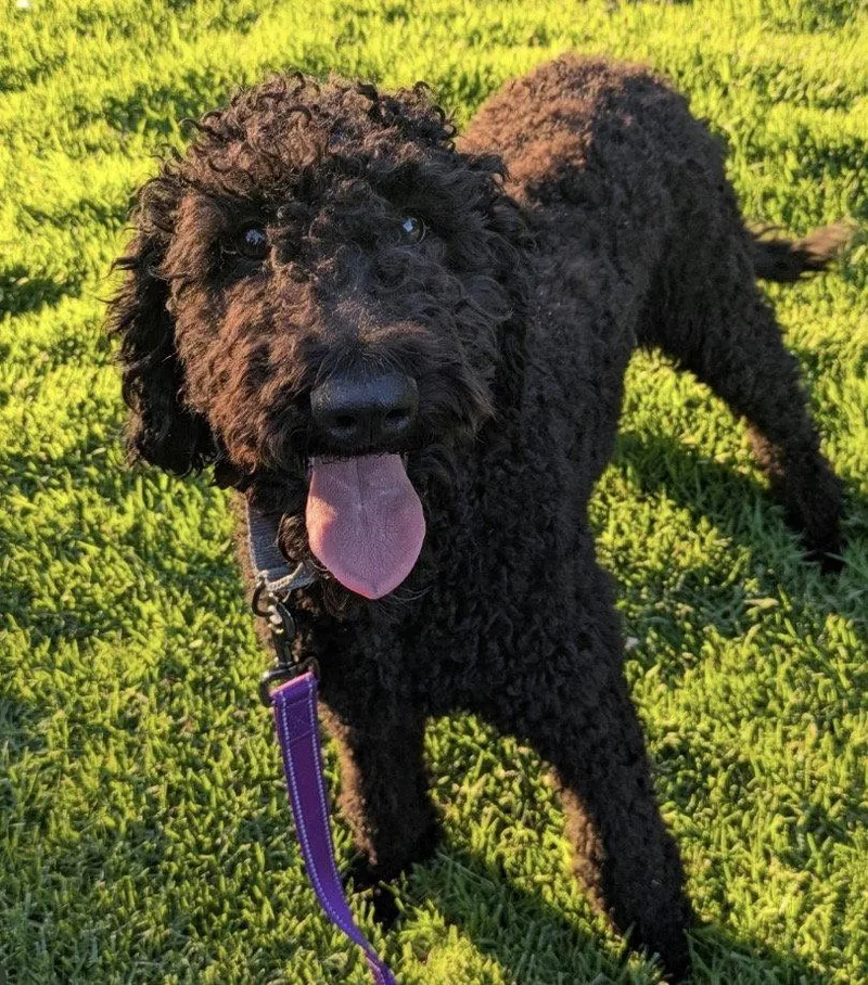An adult large-sized female Standard Poodle dog named Willow for adoption in Sunnyvale, CA