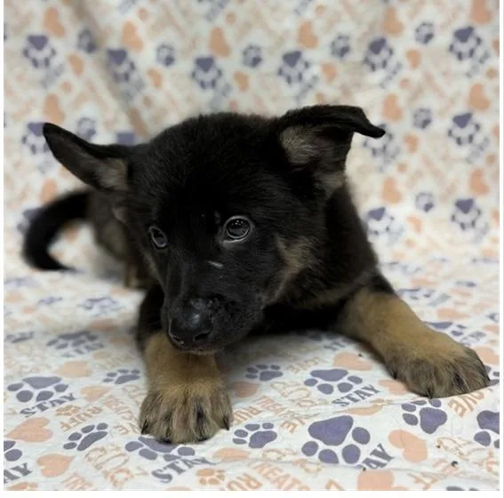 A baby medium-sized male Bicolor German Shepherd Dog dog named Yoshi for adoption in Mount Carroll, IL
