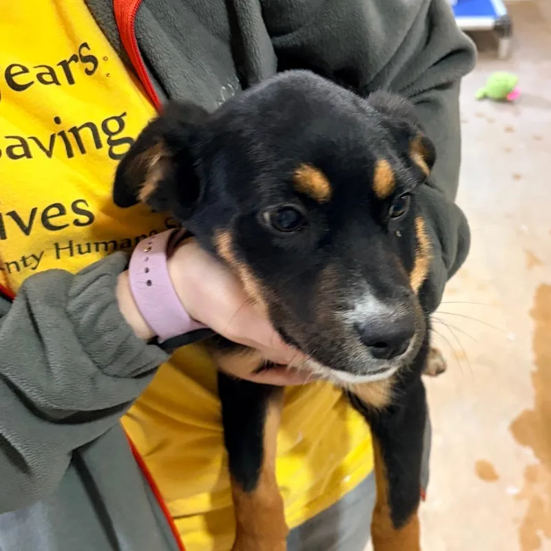 A young small-sized female Black Mixed Breed dog named Dumpling Aka Rori for adoption in Palestine, TX