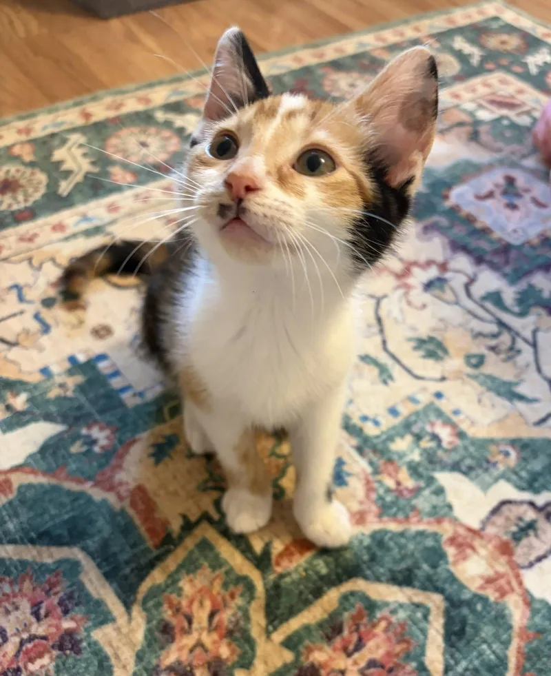 A baby medium-sized female Calico cat named Ig Litter ChaCha for adoption in Livonia, MI