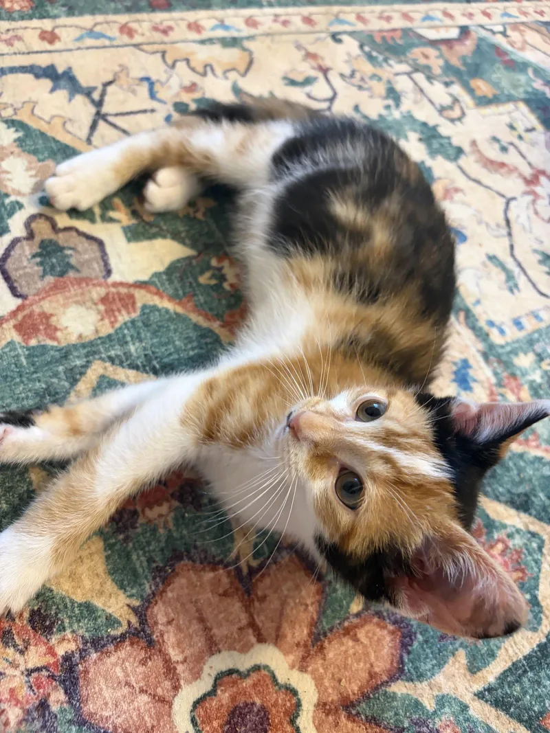 Ig Litter ChaCha thumbnail 2