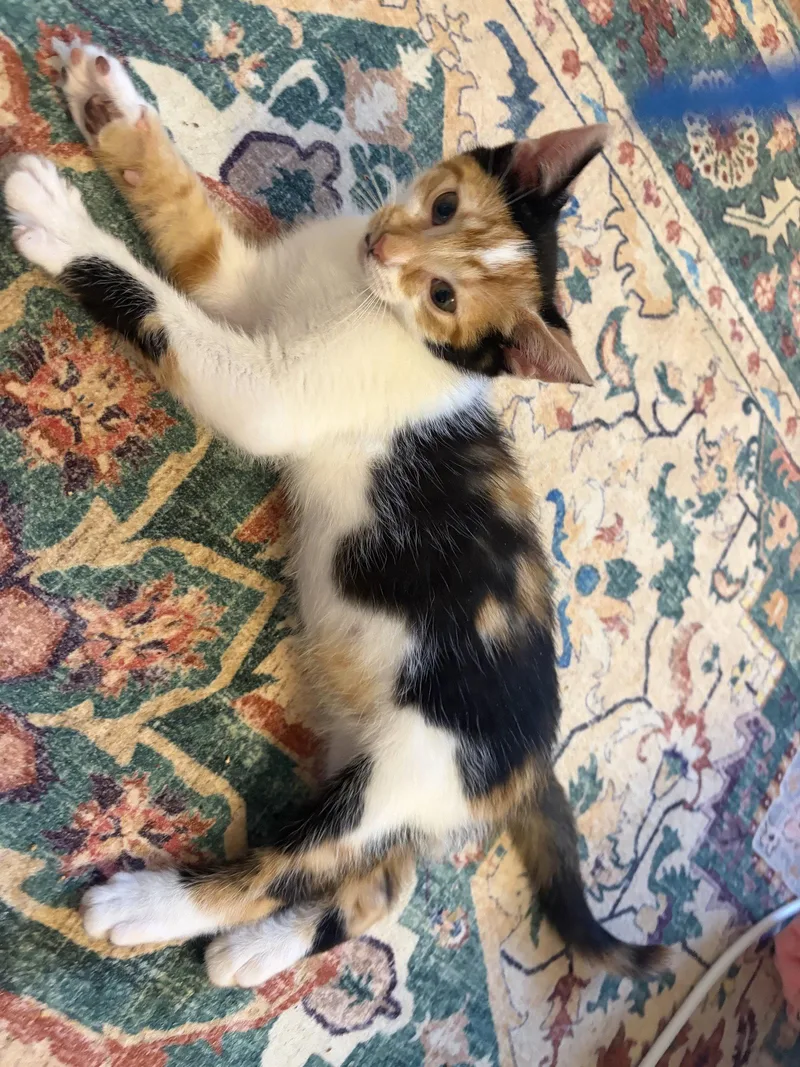 Ig Litter ChaCha thumbnail 3