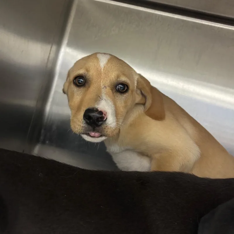 A baby small-sized female Mixed Breed dog named Luvy Waffle for adoption in Corbin, KY
