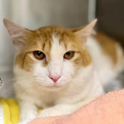 An adult small-sized male Orange / Red Domestic Short Hair cat named Bean for adoption in Atlanta, GA