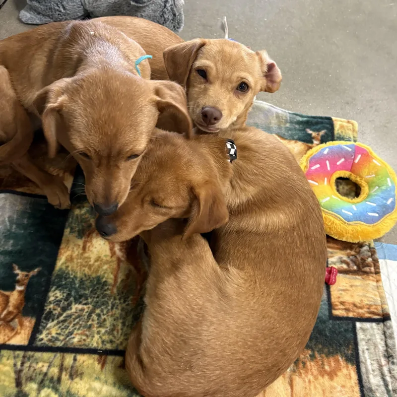A baby small-sized male Dachshund dog named Teddy for adoption in Coldwater, MI