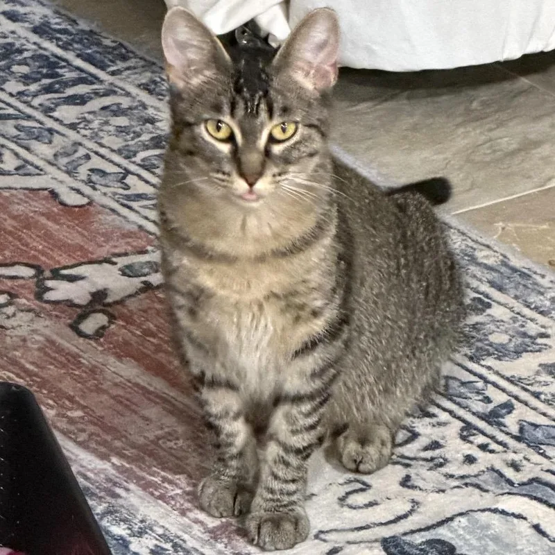 An adult medium-sized female Brown / Chocolate Domestic Short Hair cat named Compass for adoption in Buffalo, MN