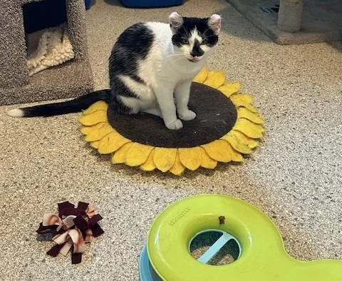 Valkyrie thumbnail 2