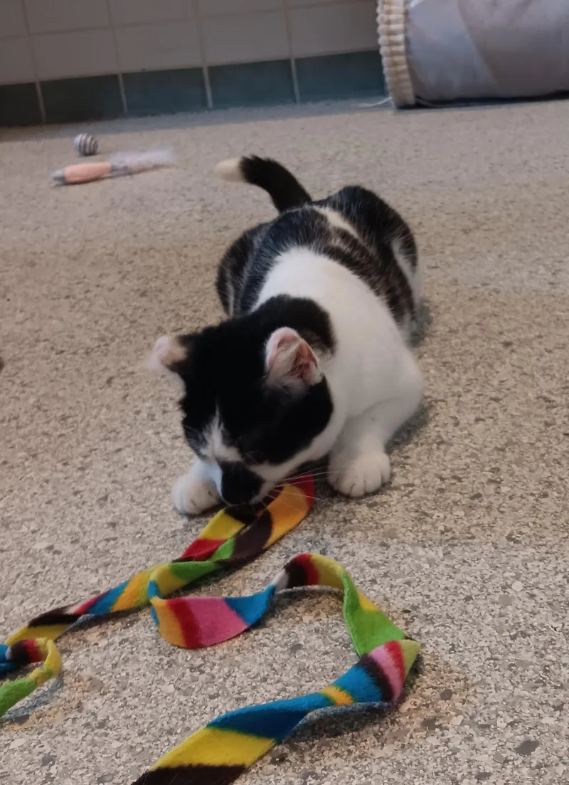 Valkyrie thumbnail 3