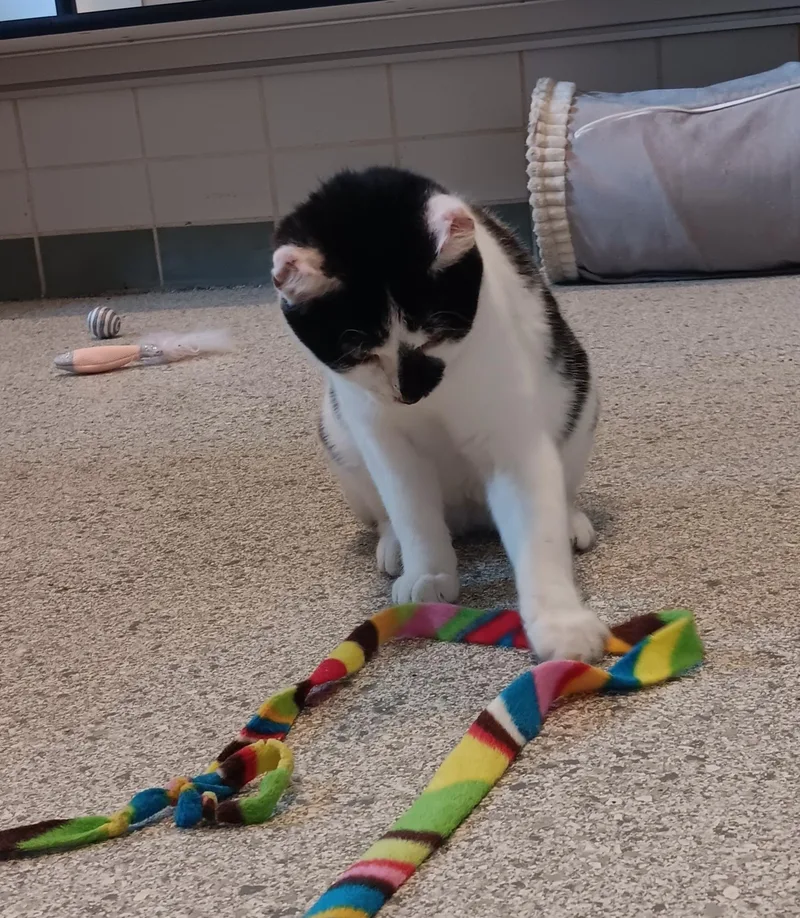 Valkyrie thumbnail 4