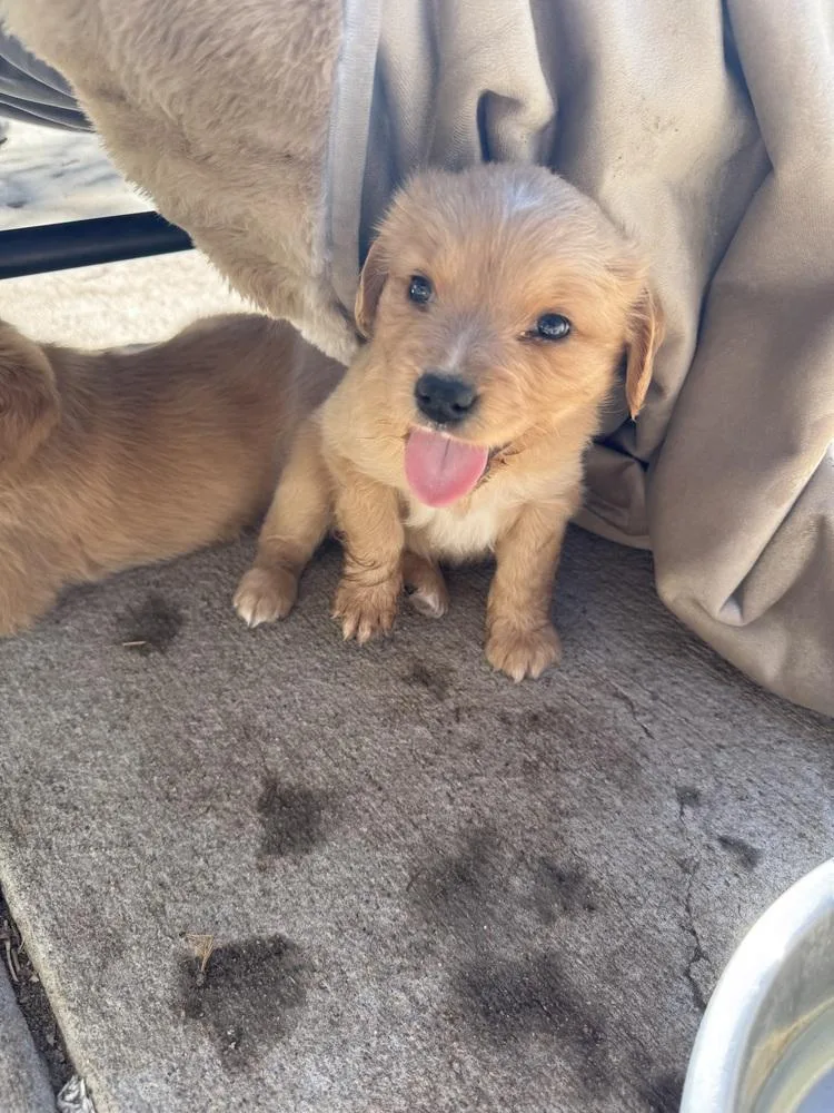 Cheechoo  Journey thumbnail 2