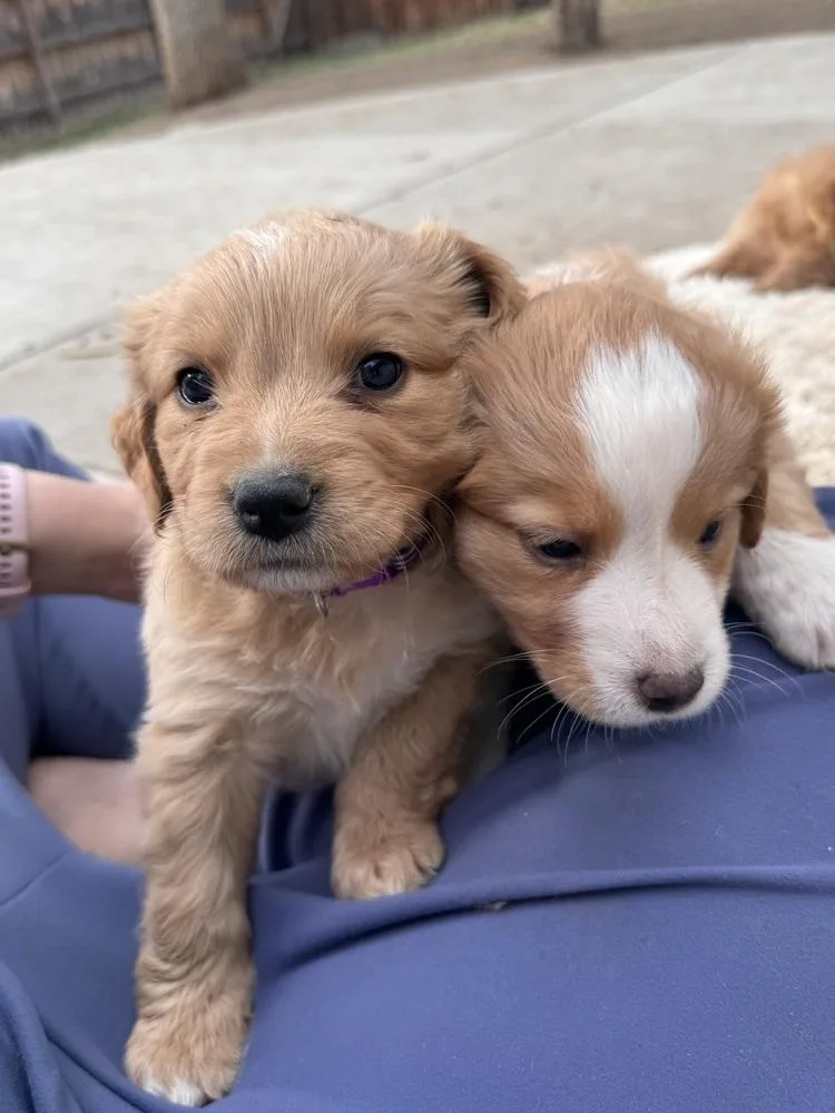 Cheechoo  Journey thumbnail 3