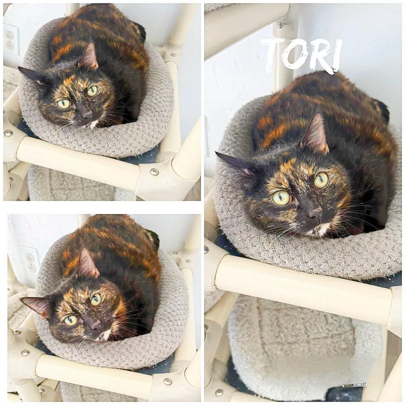 An adult medium-sized female Tortoiseshell Domestic Short Hair cat named Tori for adoption in Saint James, MO