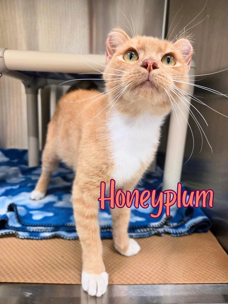 A young medium-sized female Tabby (Orange / Red) Domestic Short Hair cat named Honeyplum for adoption in Nevada, IA