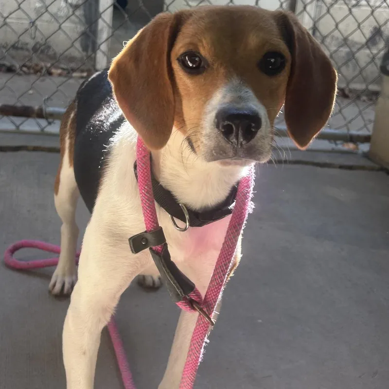 An adult small-sized male Beagle dog named Troy for adoption in Greenville, PA