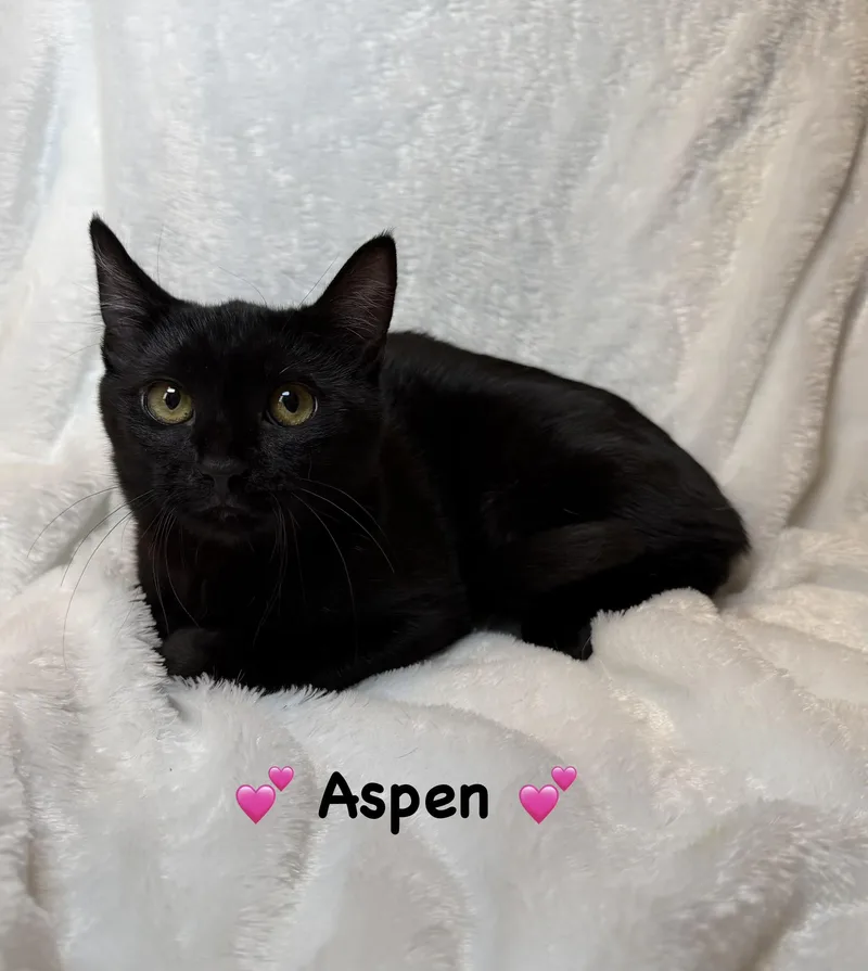 A baby medium-sized female Black Domestic Short Hair cat named Aspen for adoption in Copley, OH