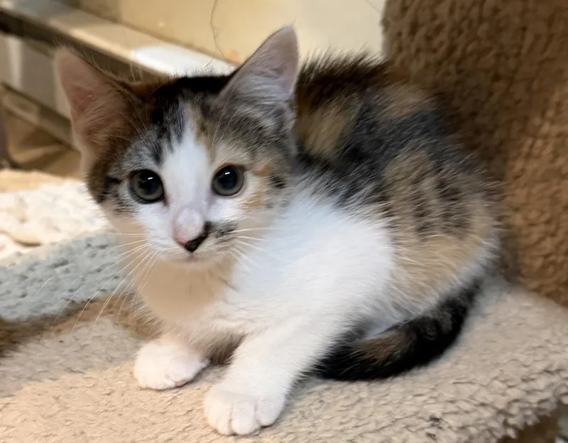 A baby medium-sized female Calico Domestic Short Hair cat named Cali for adoption in East Hanover, NJ