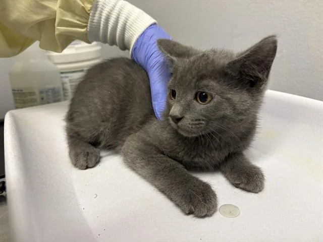 A baby medium-sized male Domestic Short Hair cat named Nova for adoption in Kent, WA