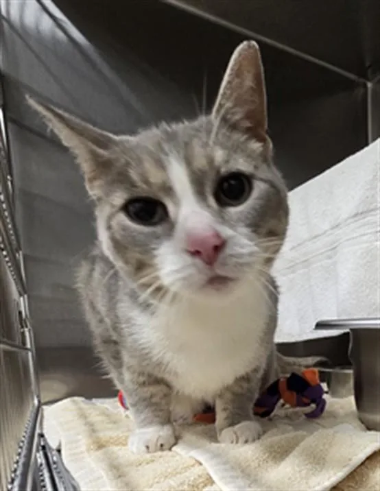 An adult medium-sized female Domestic Short Hair cat named Elise for adoption in Derwood, MD