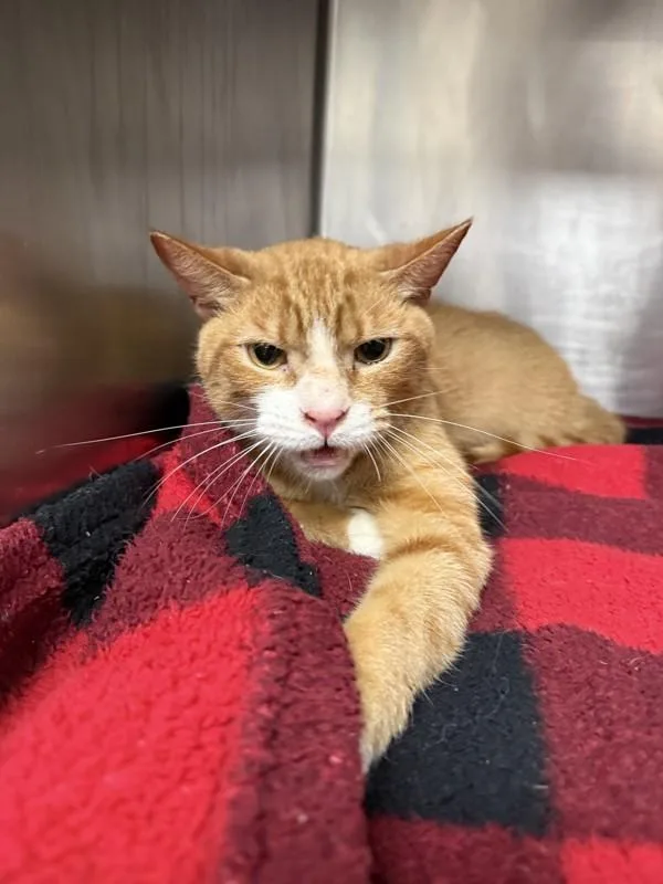An adult medium-sized male Domestic Short Hair cat named Corban for adoption in Kingston, NY