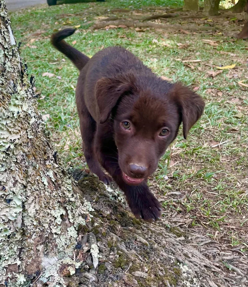 Maya