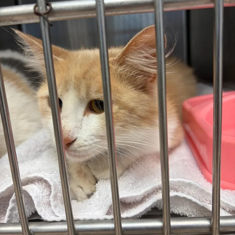 A young medium-sized male Orange / Red Domestic Medium Hair cat named Mango for adoption in Ardmore, OK