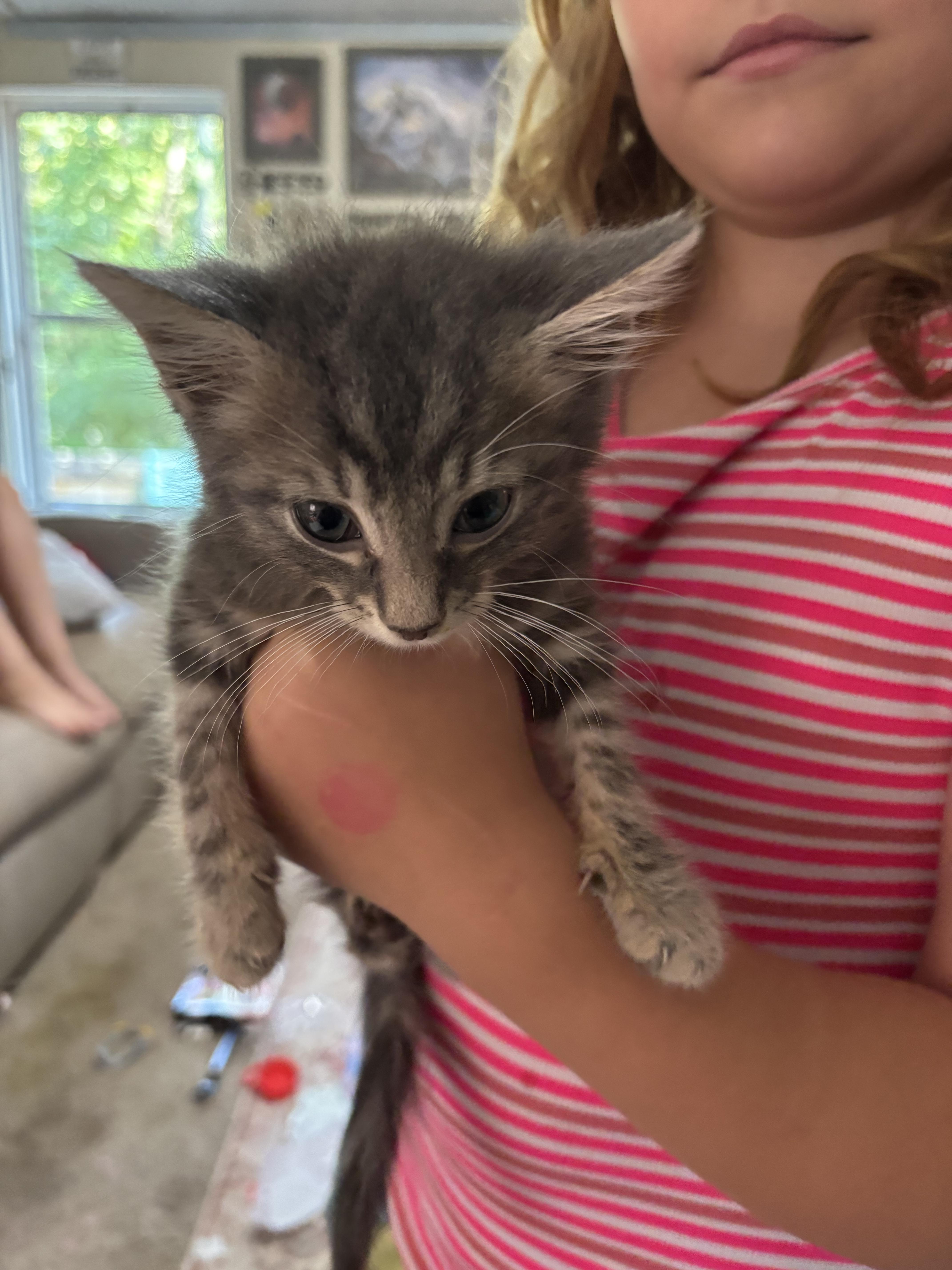 A baby small-sized male Domestic Short Hair cat named Kol for adoption in Randolph, AL