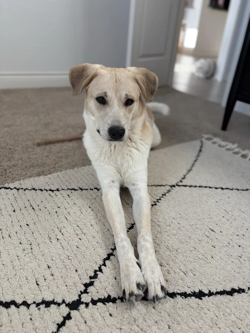 A young medium-sized male Apricot / Beige Labrador Retriever dog named Dice for adoption in Pflugerville, TX