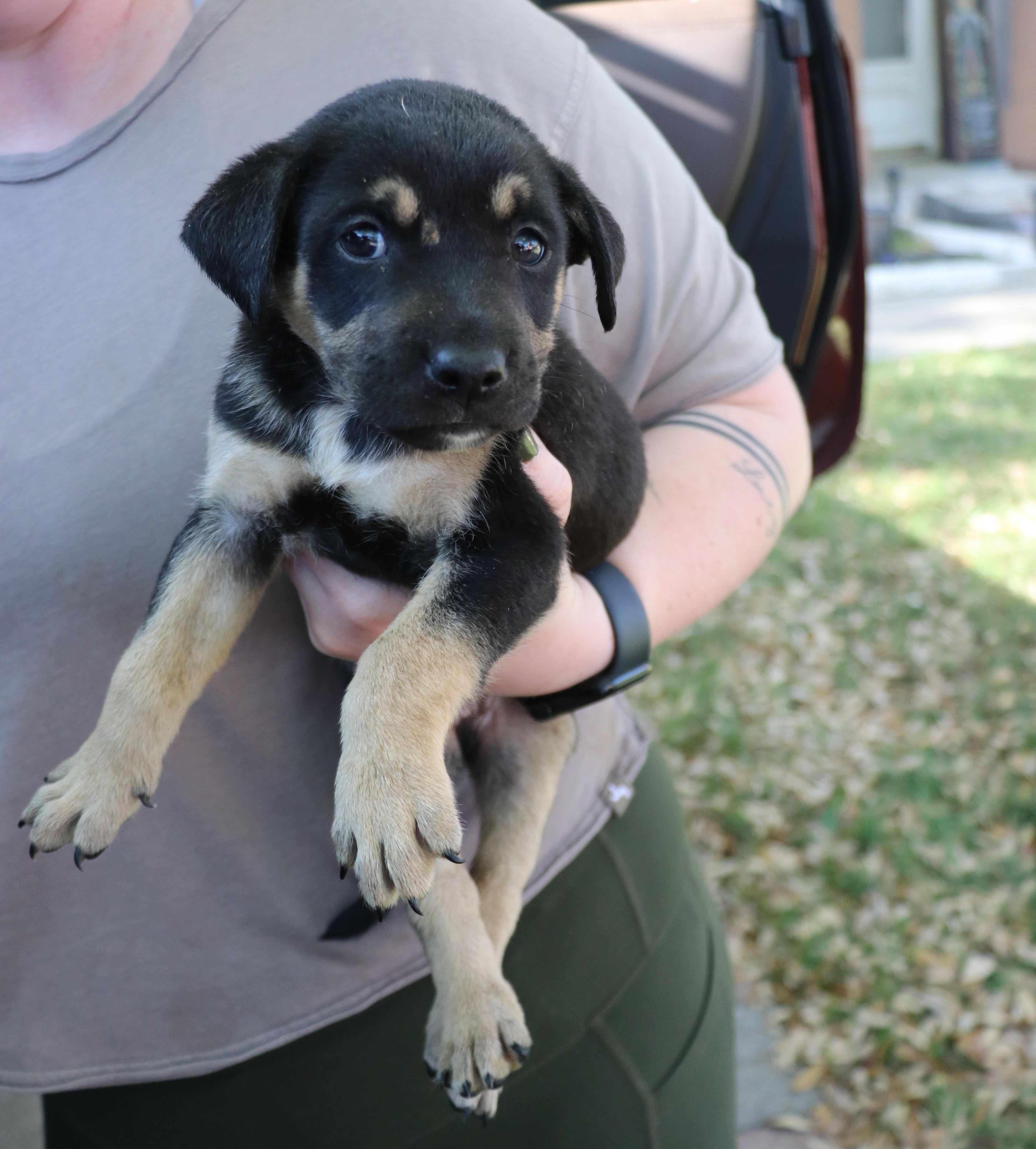 A baby medium-sized male Tricolor (Brown, Black, & White) Mixed Breed dog named Kohda for adoption in Pflugerville, TX