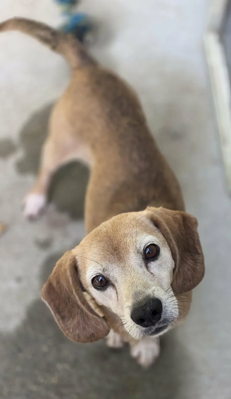 A young small-sized male Beagle dog named Fred for adoption in Woodsfield, OH