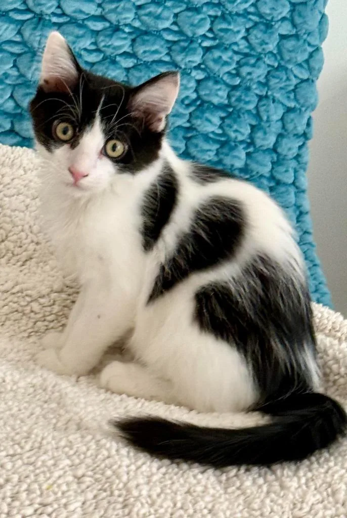 A baby medium-sized male Domestic Short Hair cat named Bob for adoption in Salt Lake City, UT