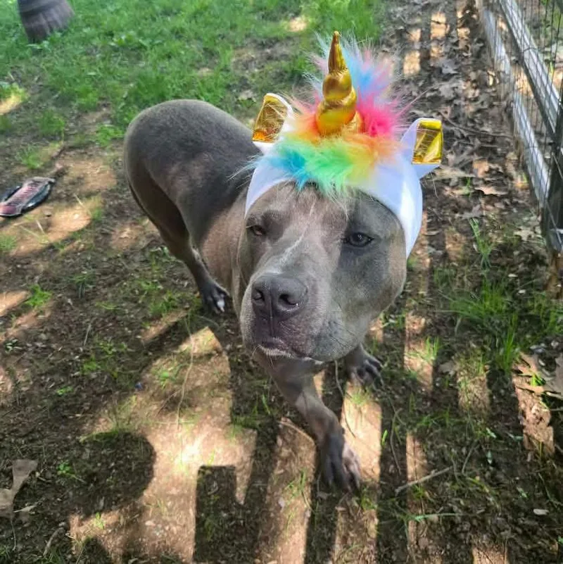 Opie thumbnail 5