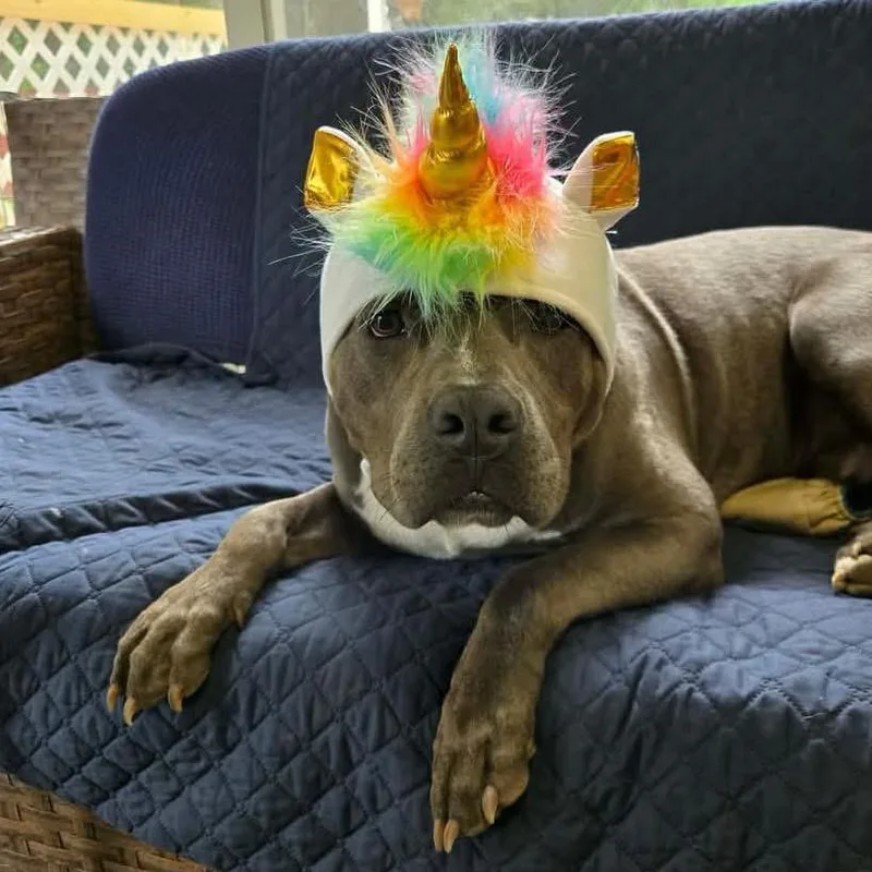 Opie thumbnail 6