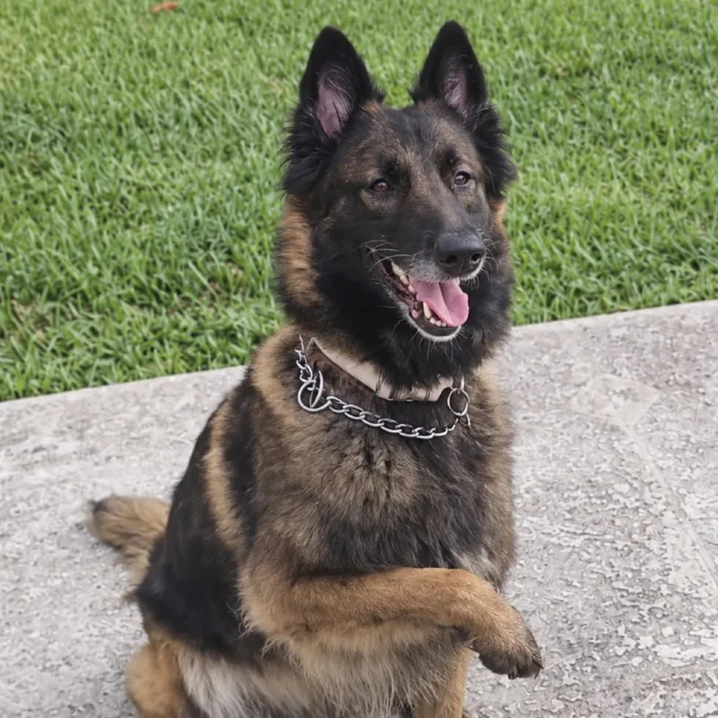 A senior large-sized female Sable Belgian Shepherd / Tervuren dog named Freya for adoption in Hobe Sound, FL