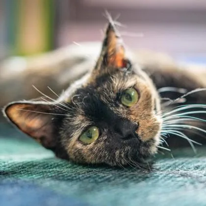 An adult small-sized female Domestic Short Hair cat named Tiramisu for adoption in Wheaton, IL