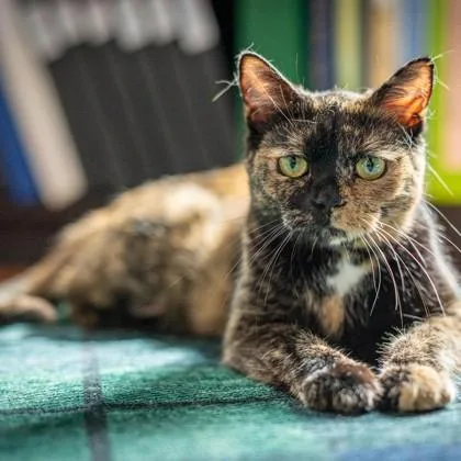 Tiramisu thumbnail 2