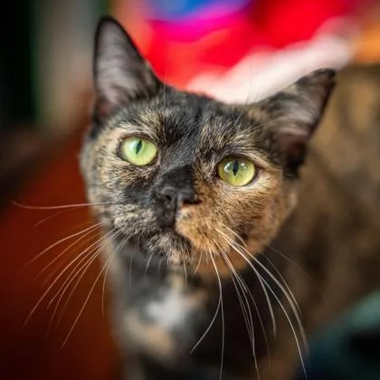 Tiramisu thumbnail 3