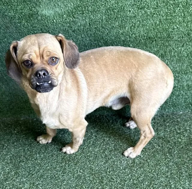 An adult small-sized male Dachshund dog named A for adoption in Lancaster, CA